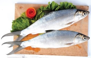 omega 3 di bandeng 6 kali lipat ikan salmon